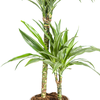 Dracaena deremensis - Drachenbaum