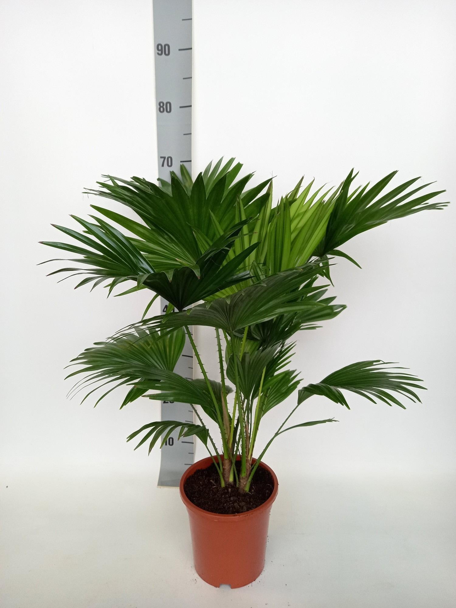 Livistona rotundifolia - Rundblättrige Schirmpalme