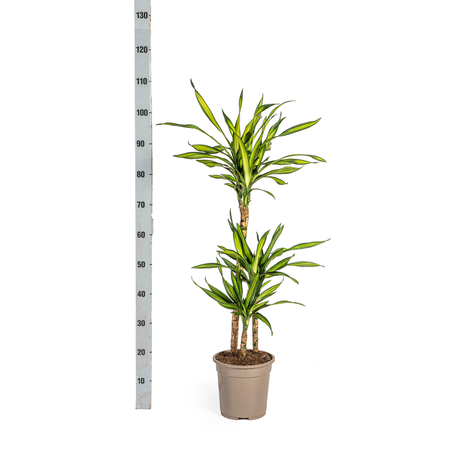 Dracaena deremensis - Drachenbaum