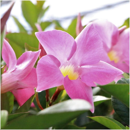 Dipladenia / Mandevilla Sanderi - Dipladenien