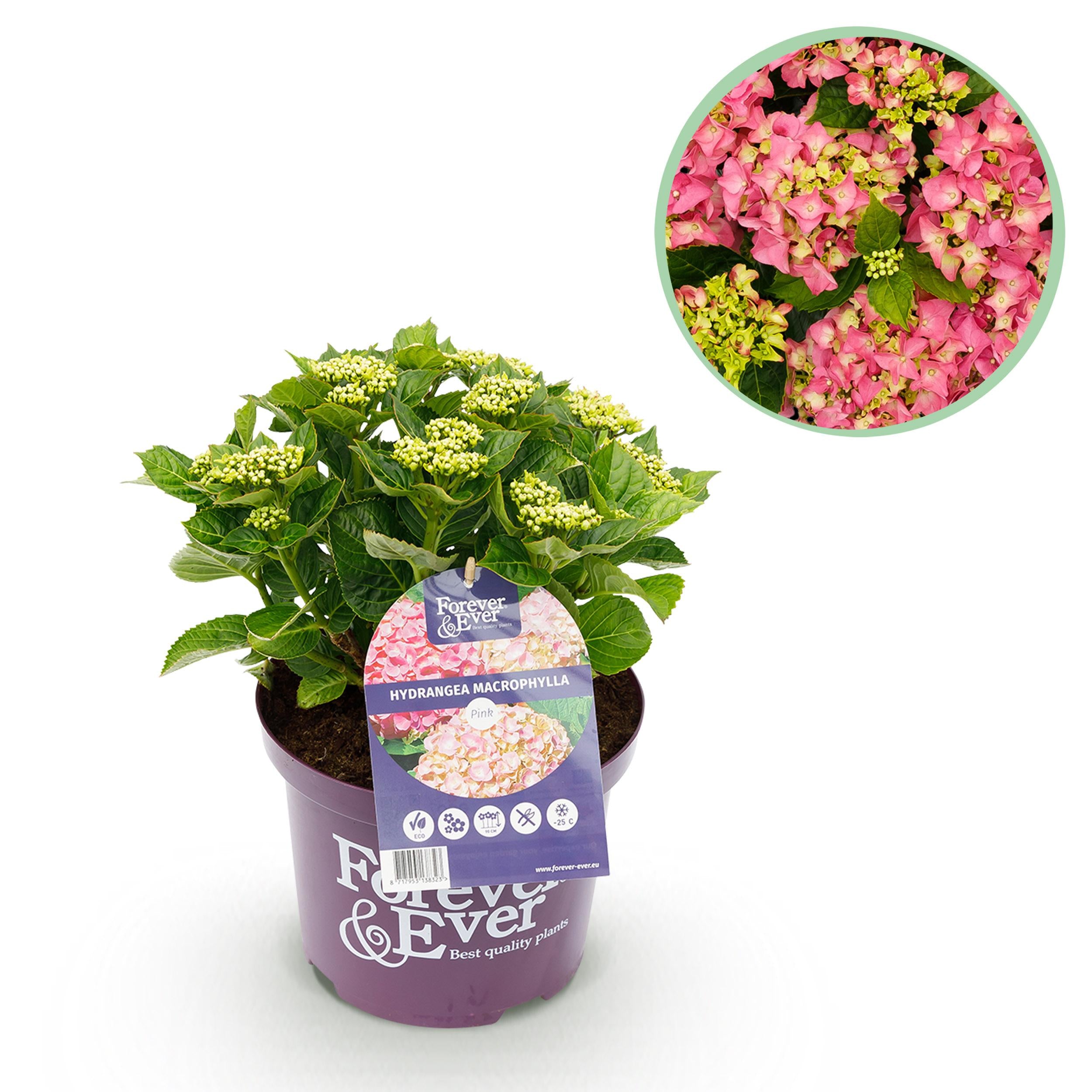 Hydrangea macrophylla - Bauernhortensie, Gartenhortensie