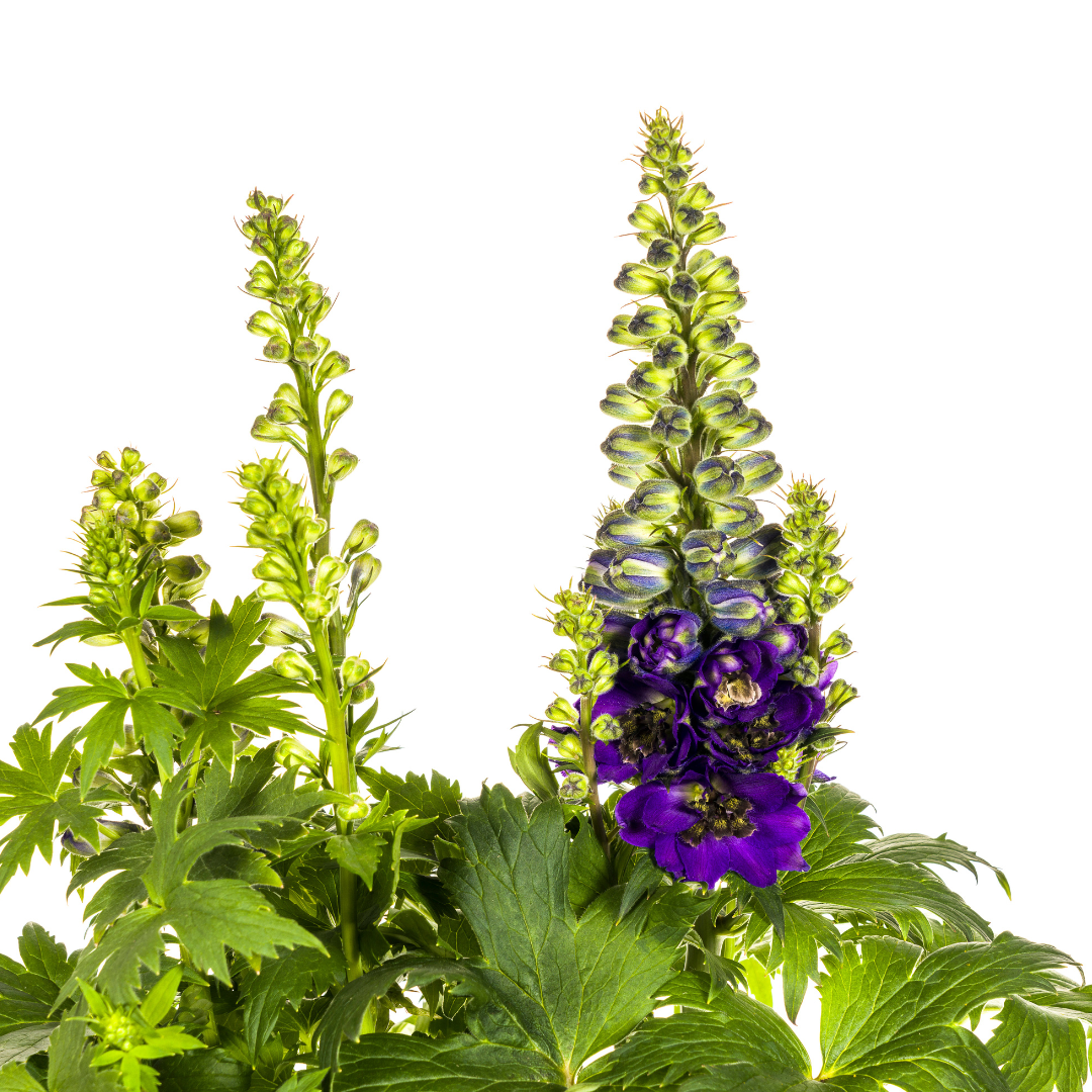 Delphinium elatum - Hoher Rittersporn