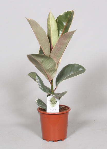 Ficus elastica - Gummibaum