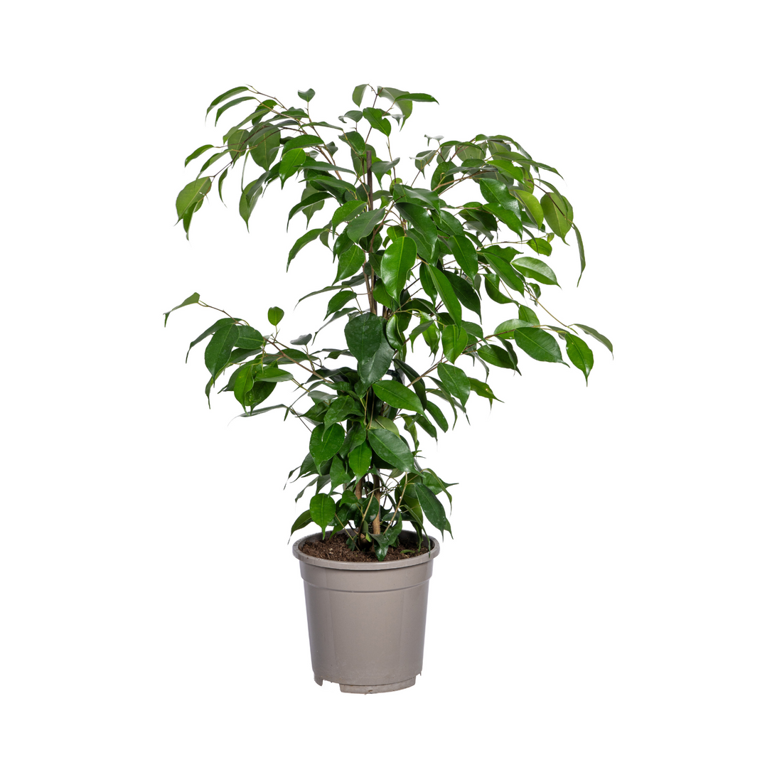 Ficus - Bundle