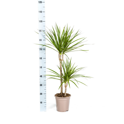 Dracaena marginata - Schmalblättriger, gerandeter Drachenbaum