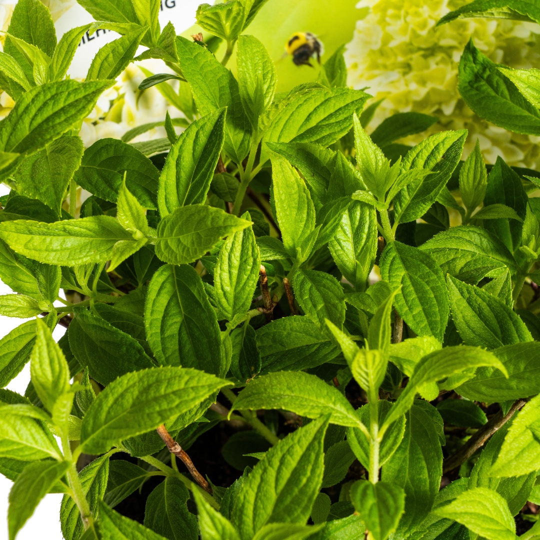 Hydrangea - Verschiedene Sorten Hortensien