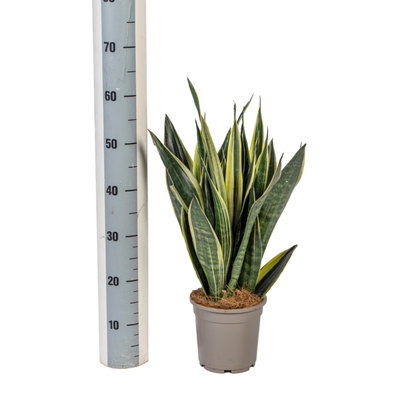 Sansevieria trifasciata - Bogenhanf, Schwiegermutterzunge