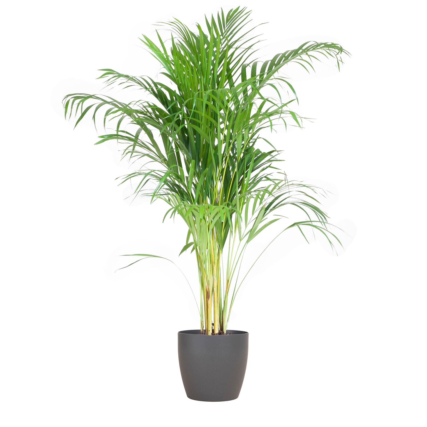 Dypsis lutescens - Areca-, Goldfruchtpalme mit Topf