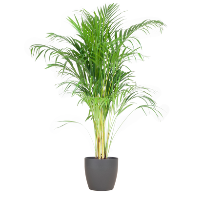 Dypsis lutescens - Areca-, Goldfruchtpalme mit Topf