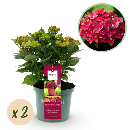 Hydrangea macrophylla - Bauernhortensie, Gartenhortensie