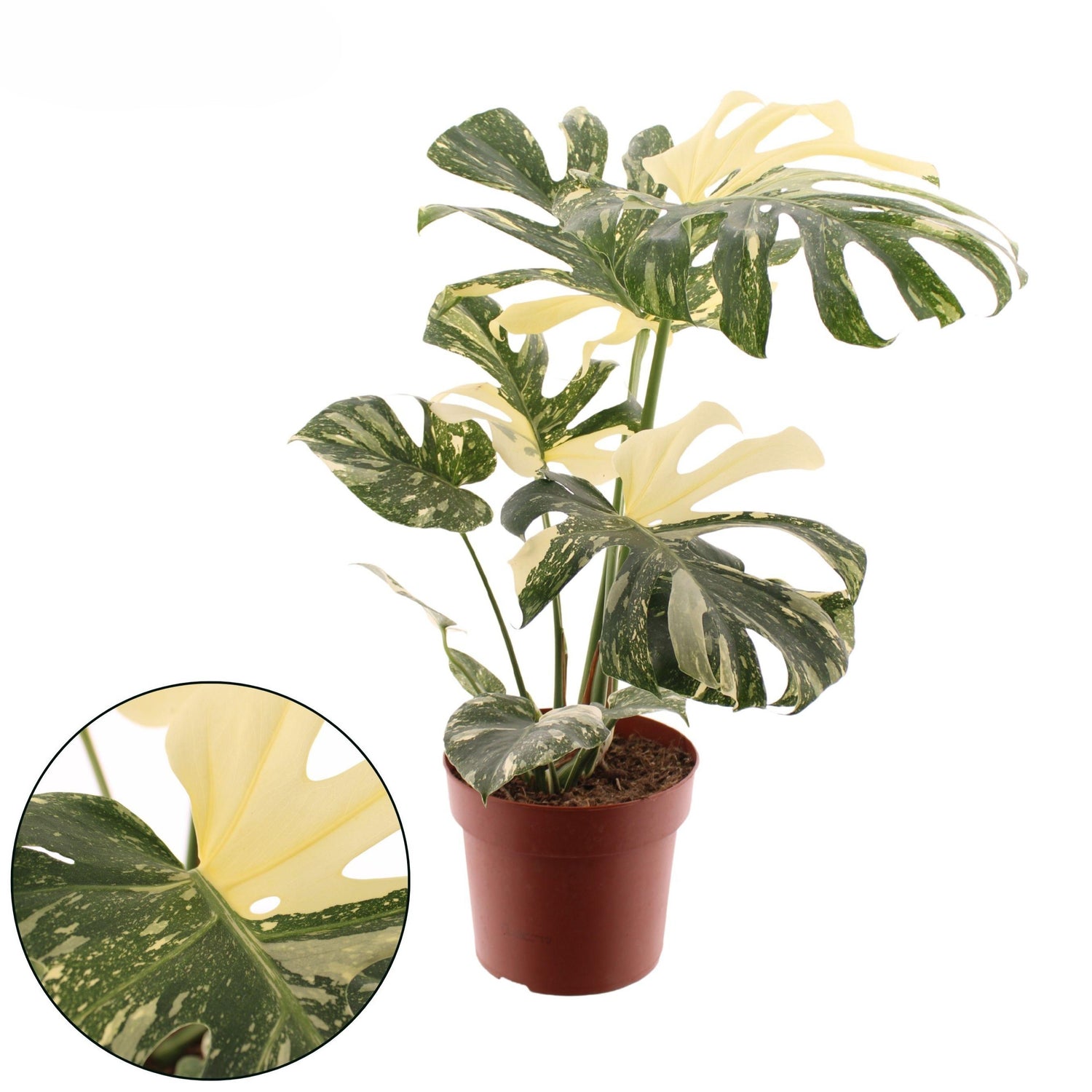 Monstera Variegata - Panaschiertes Fensterblatt