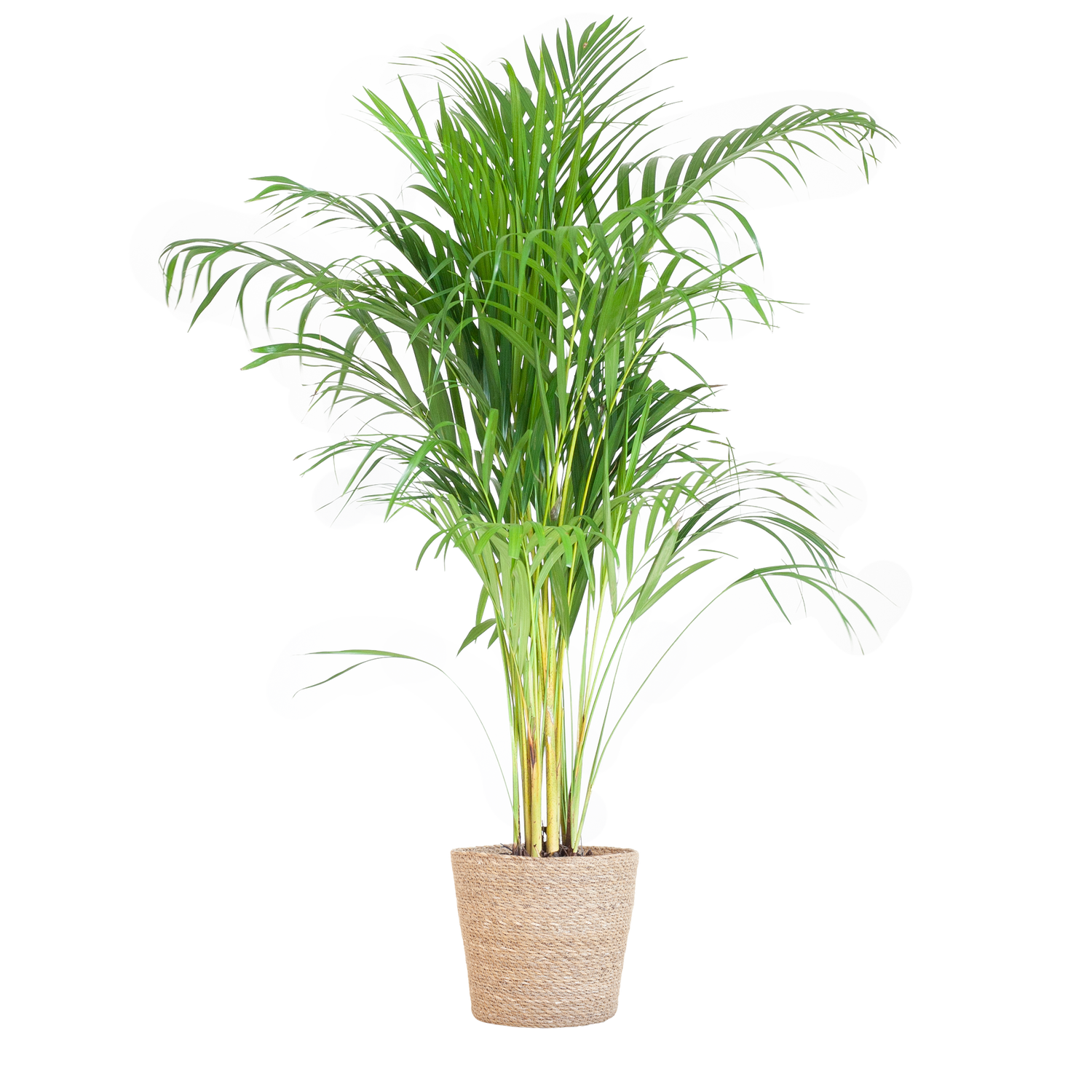 Dypsis lutescens - Areca-, Goldfruchtpalme mit Topf