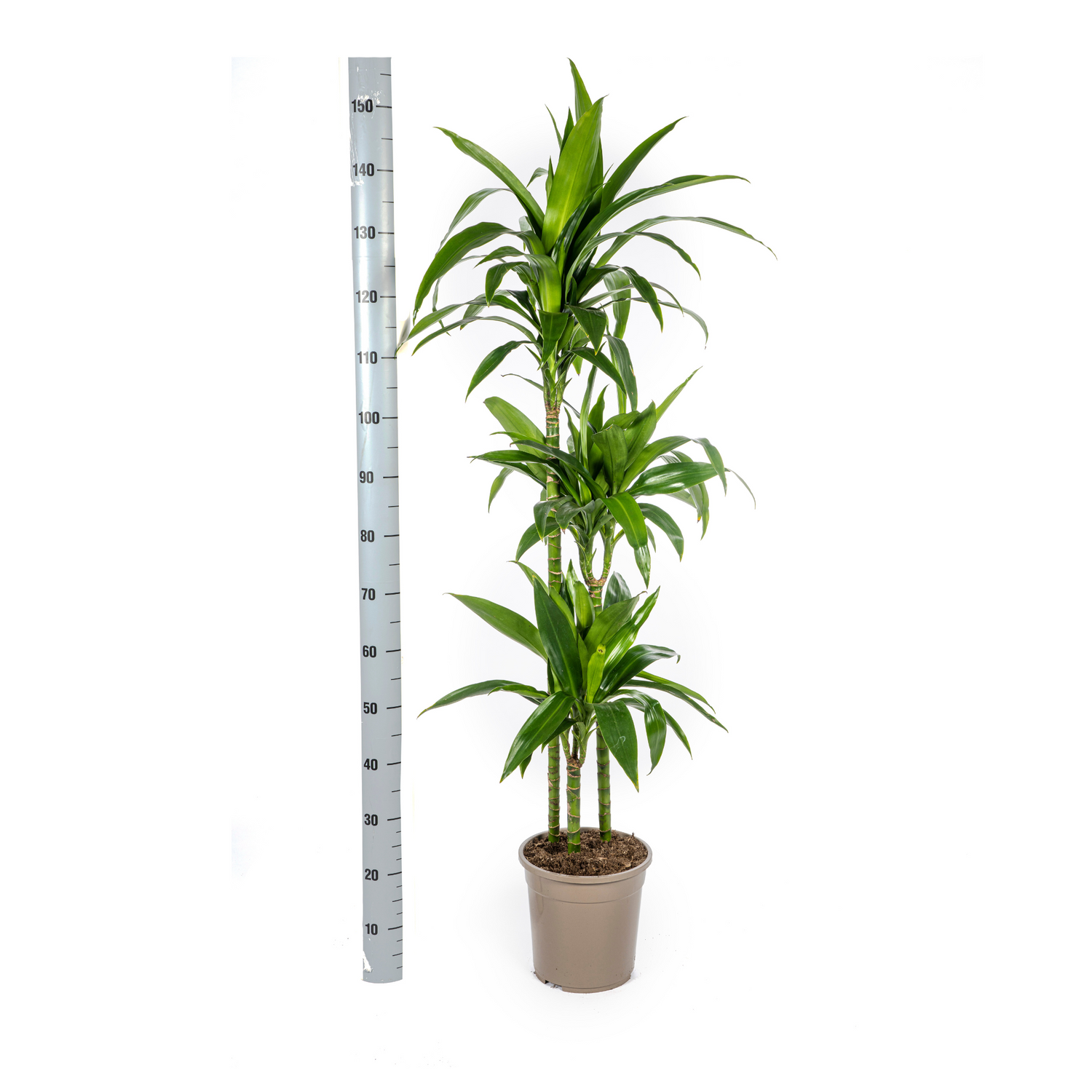 Dracaena deremensis - Drachenbaum