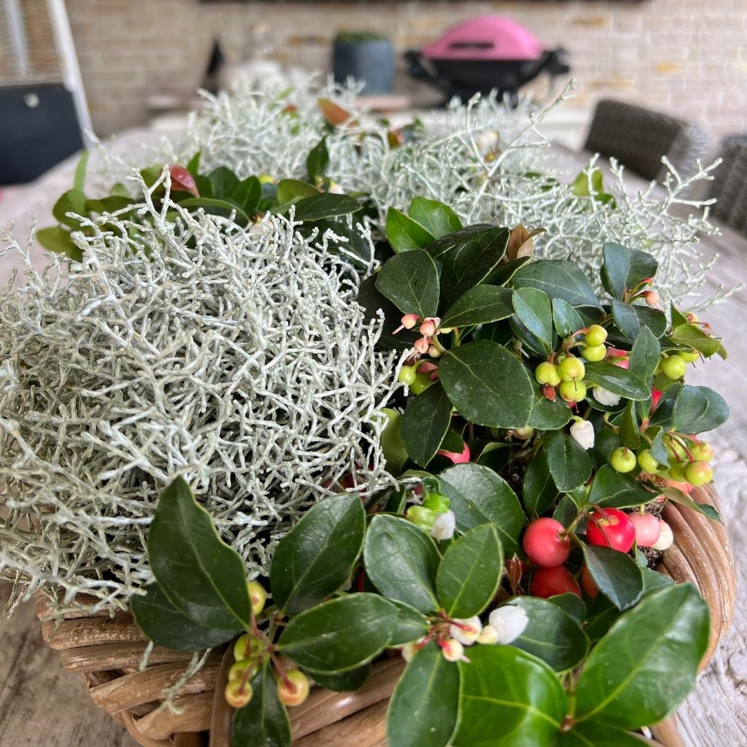 Calocephalus brownii - Silberkörbchen, Gitterkraut