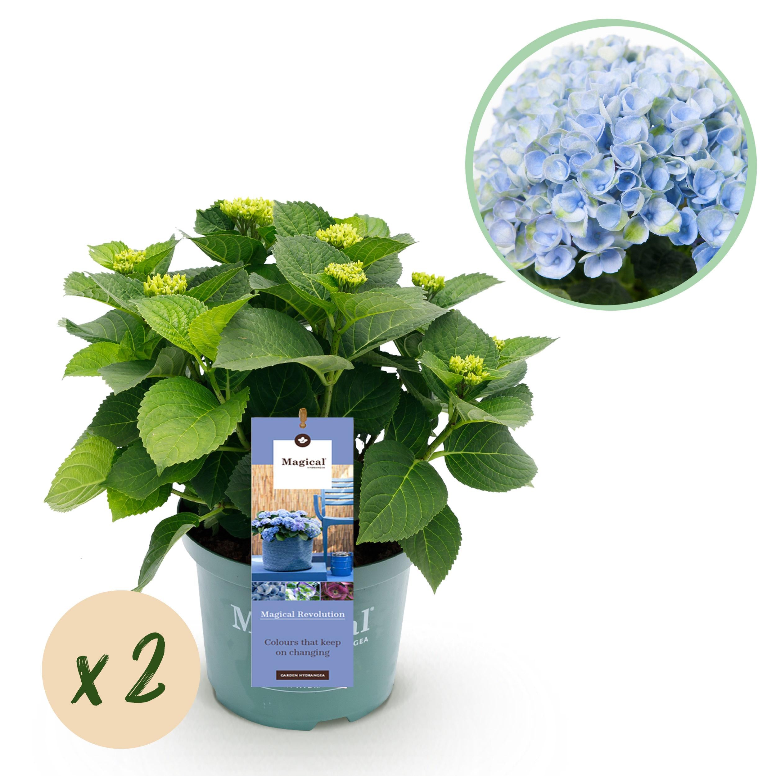 Hydrangea macrophylla - Bauernhortensie, Gartenhortensie