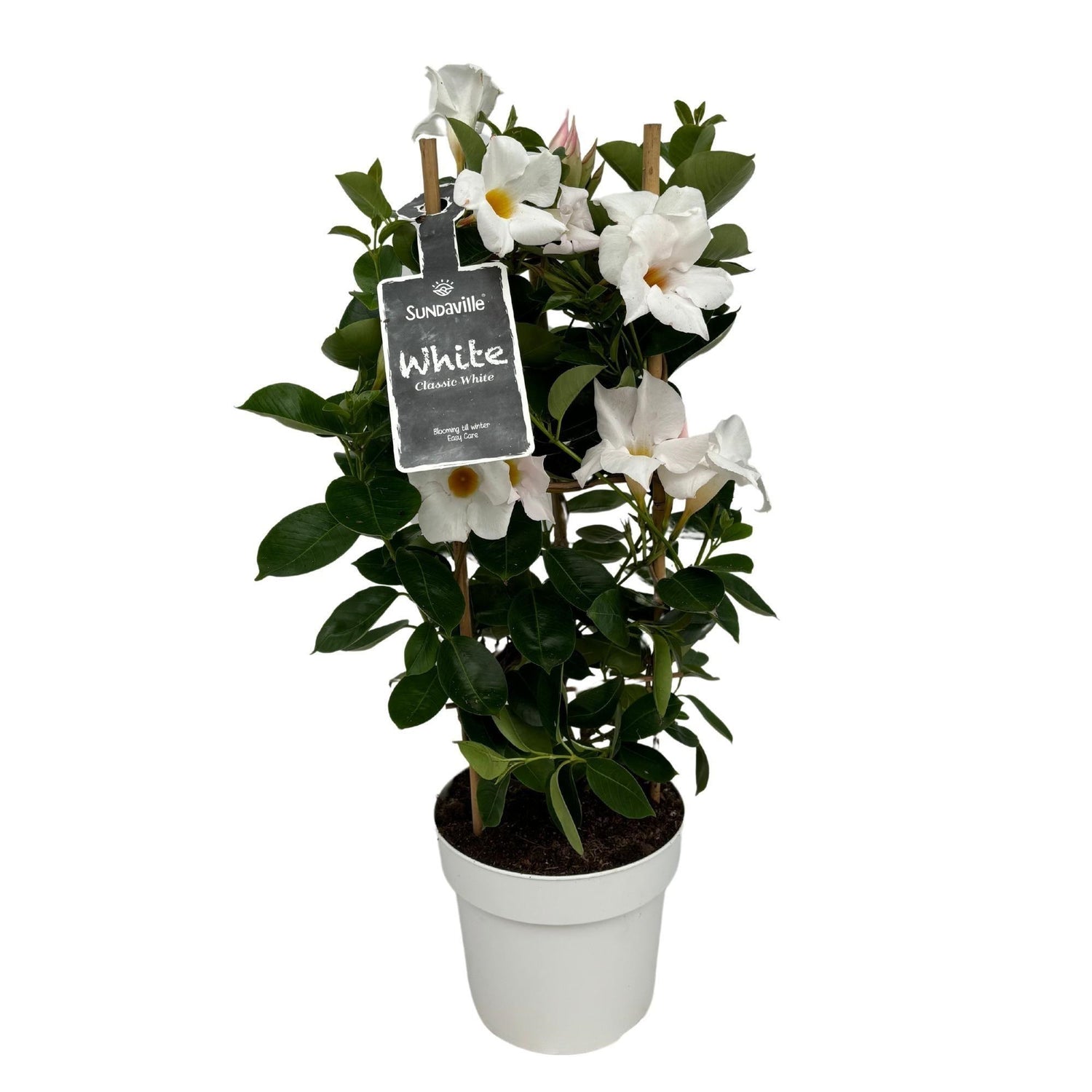 Dipladenia / Mandevilla Sanderi - Dipladenien