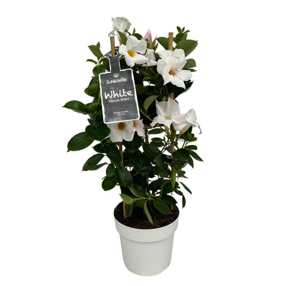 Dipladenia / Mandevilla Sanderi - Dipladenien