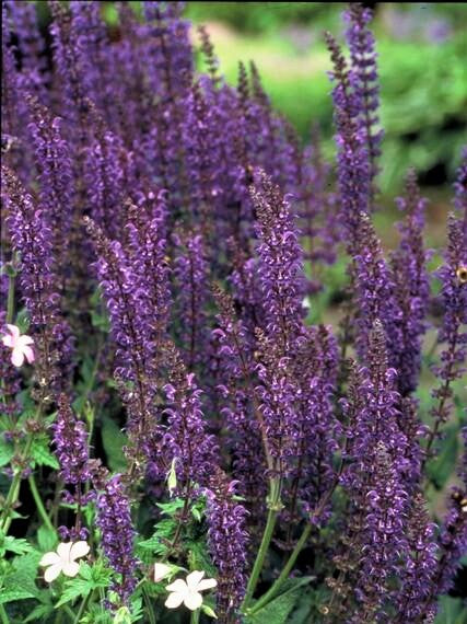 Salvia nemorosa - Verschiedene Sorten winterharter Hain-Salbei