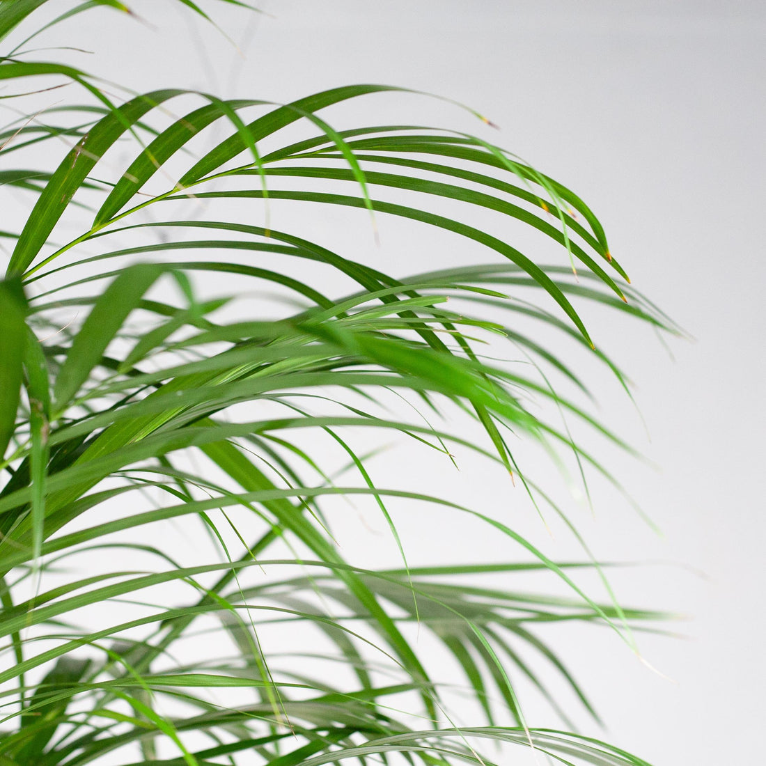 Dypsis lutescens - Areca-, Goldfruchtpalme mit Topf