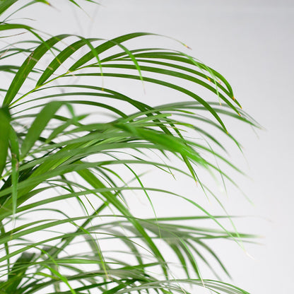 Dypsis lutescens - Areca-, Goldfruchtpalme mit Topf