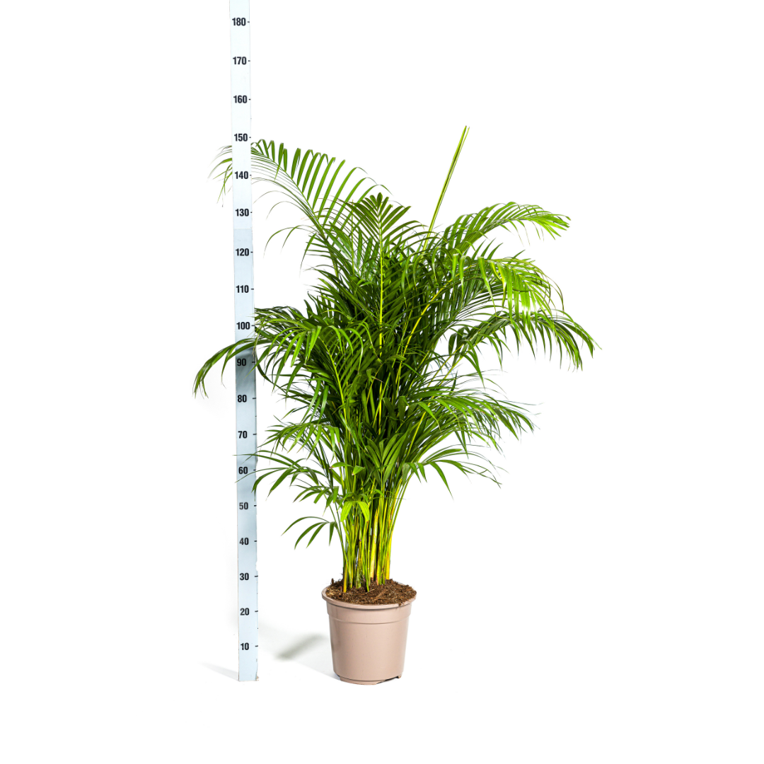 Dypsis lutescens - Areca-, Goldfruchtpalme