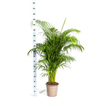 Dypsis lutescens - Areca-, Goldfruchtpalme