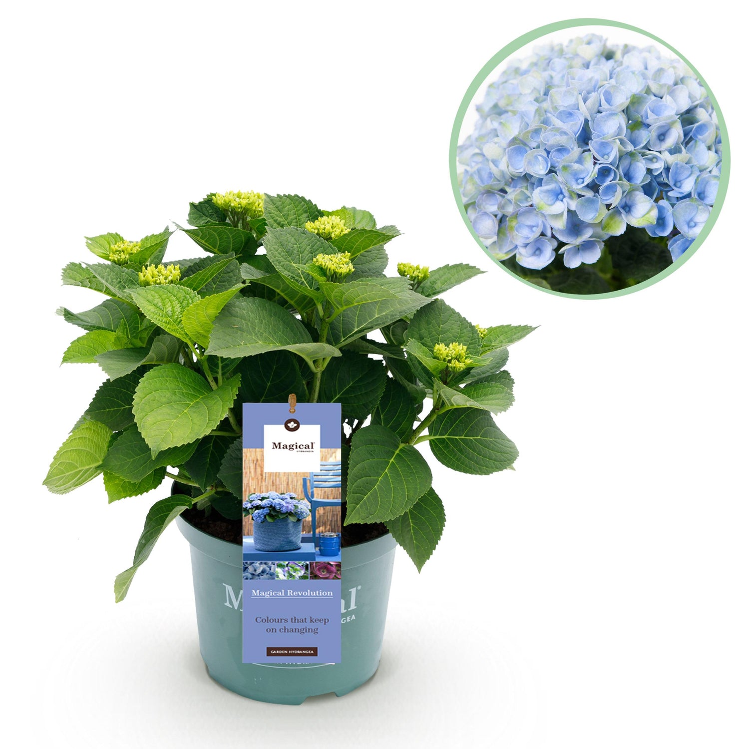 Hydrangea macrophylla - Bauernhortensie, Gartenhortensie