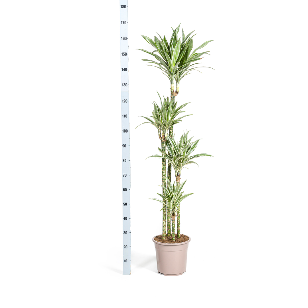 Dracaena deremensis - Drachenbaum