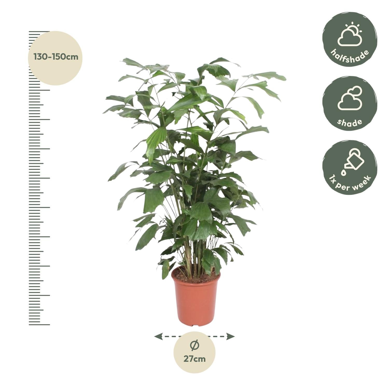 Caryota Mitis - Fischschwanzpalme