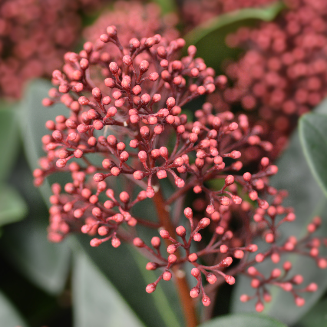 Skimmia japonica - Japanische Blütenskimmie