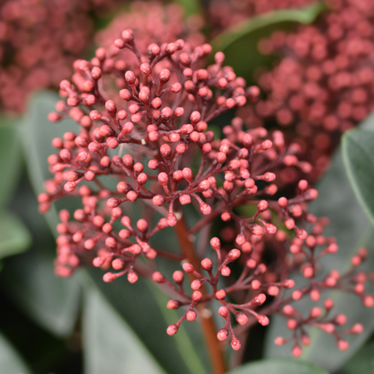 Skimmia japonica - Japanische Blütenskimmie