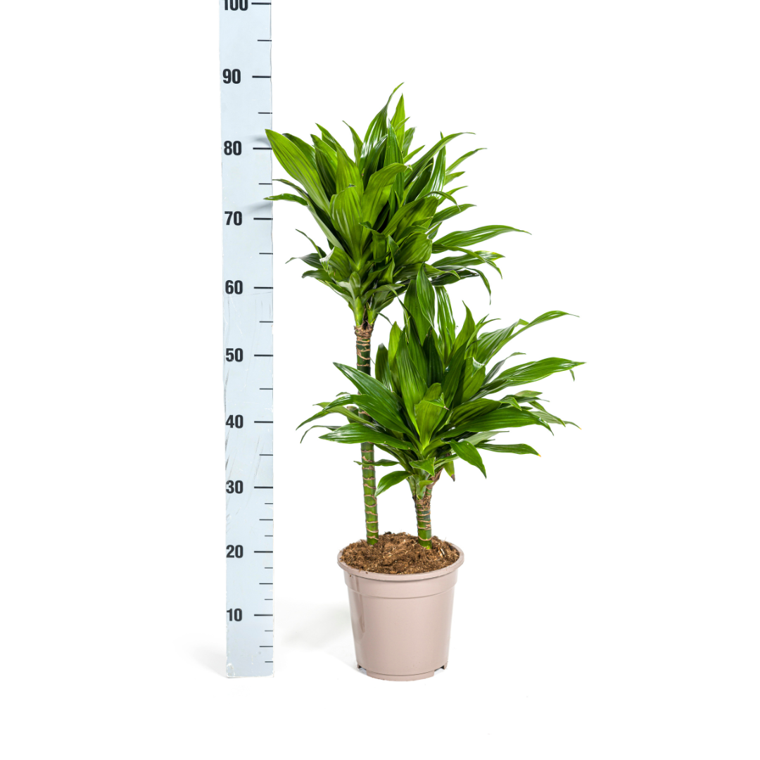 Dracaena deremensis - Drachenbaum