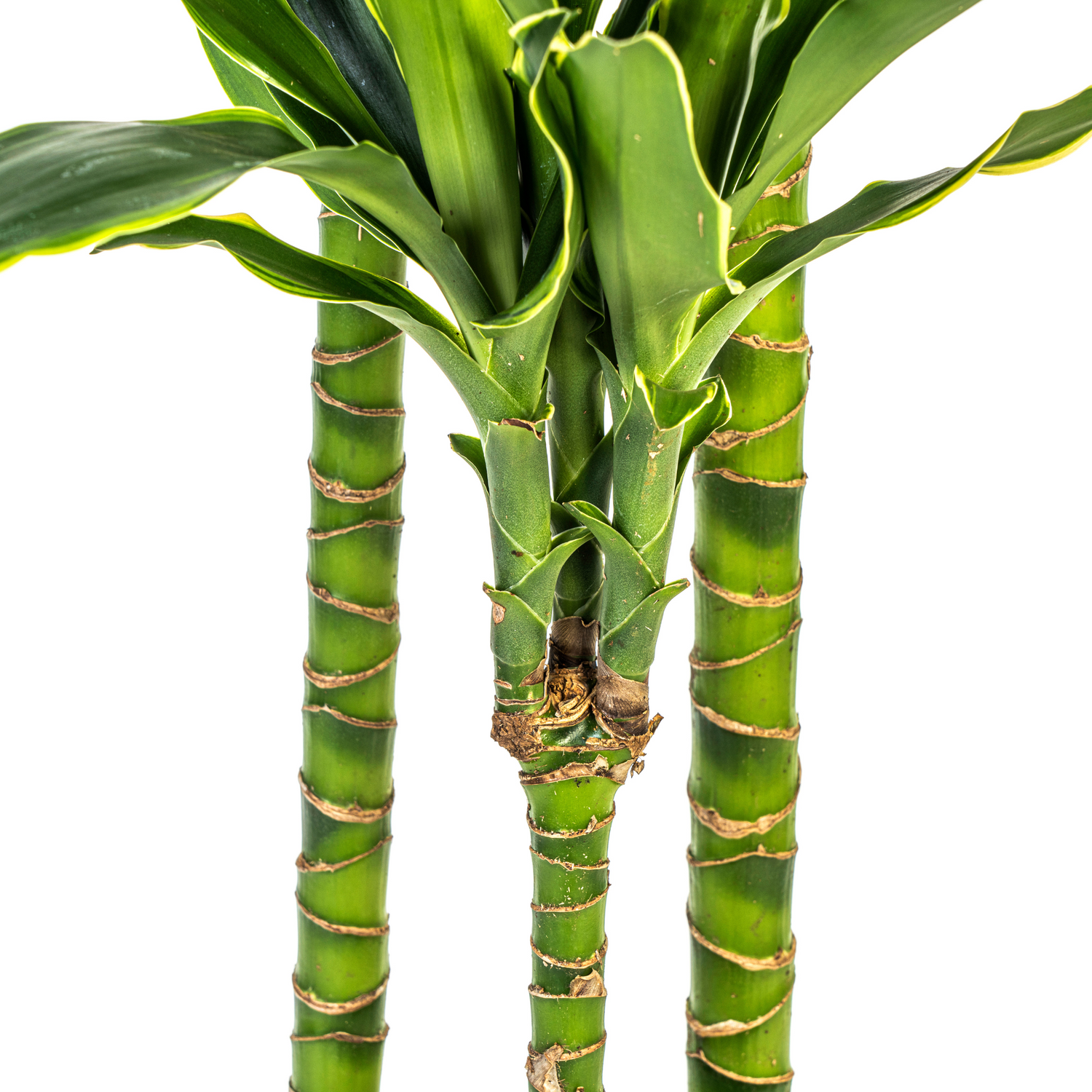 Dracaena fragrans - Duftender Drachenbaum