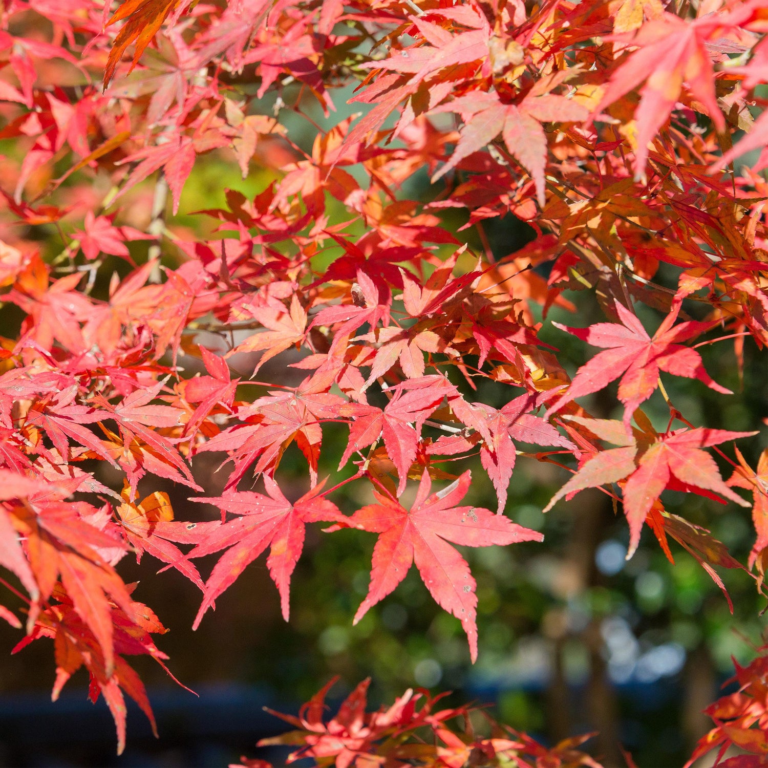 Acer palmatum - Japanischer Fächerahorn