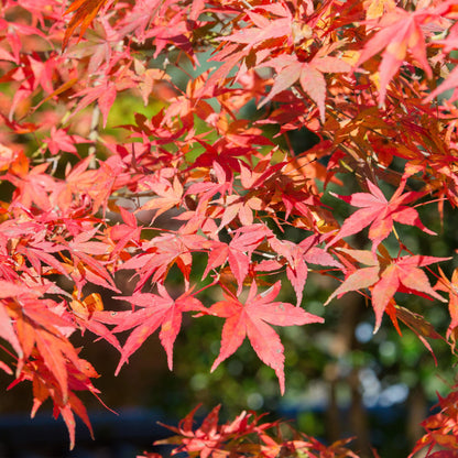 Acer palmatum - Japanischer Fächerahorn