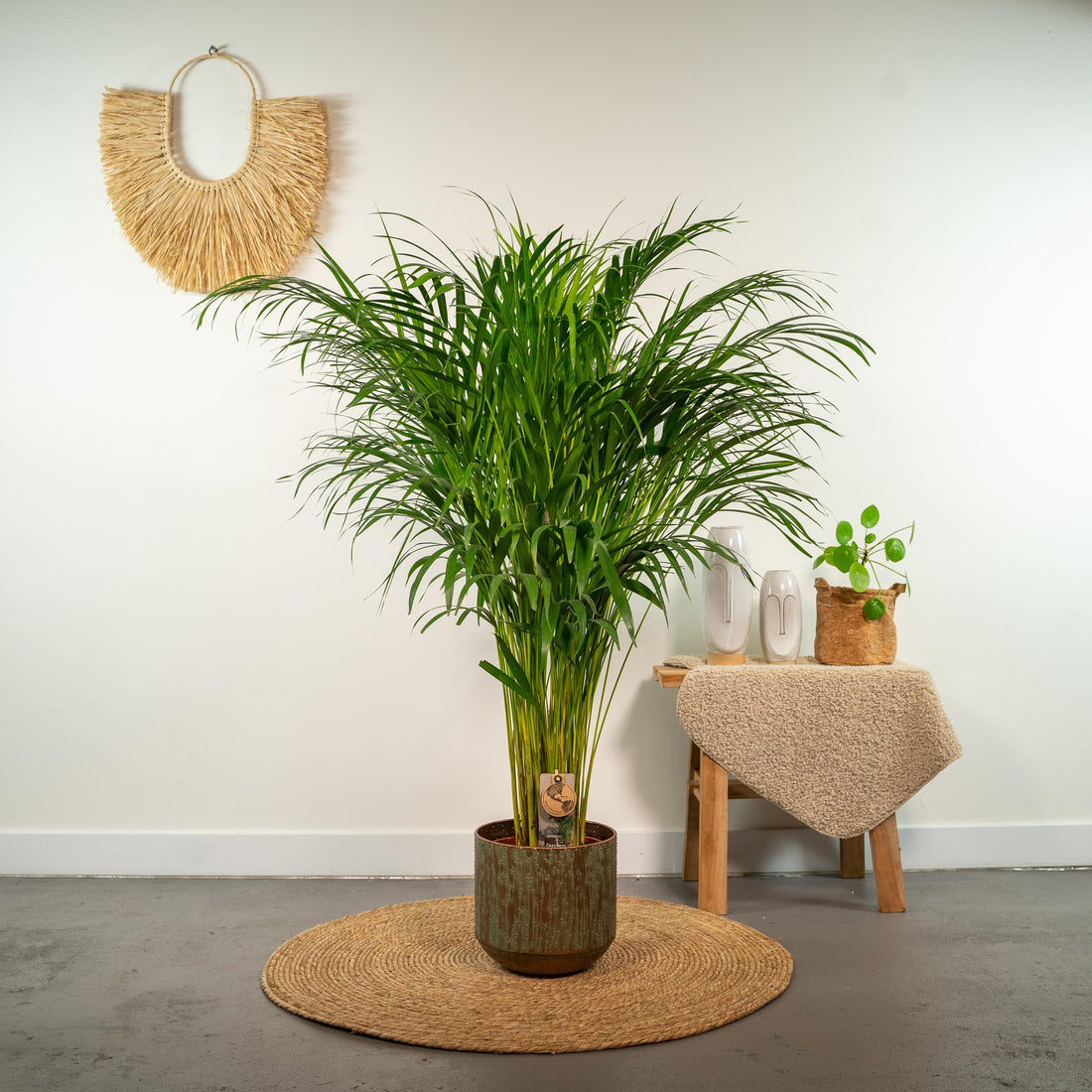 Dypsis lutescens - Areca-, Goldfruchtpalme mit Topf