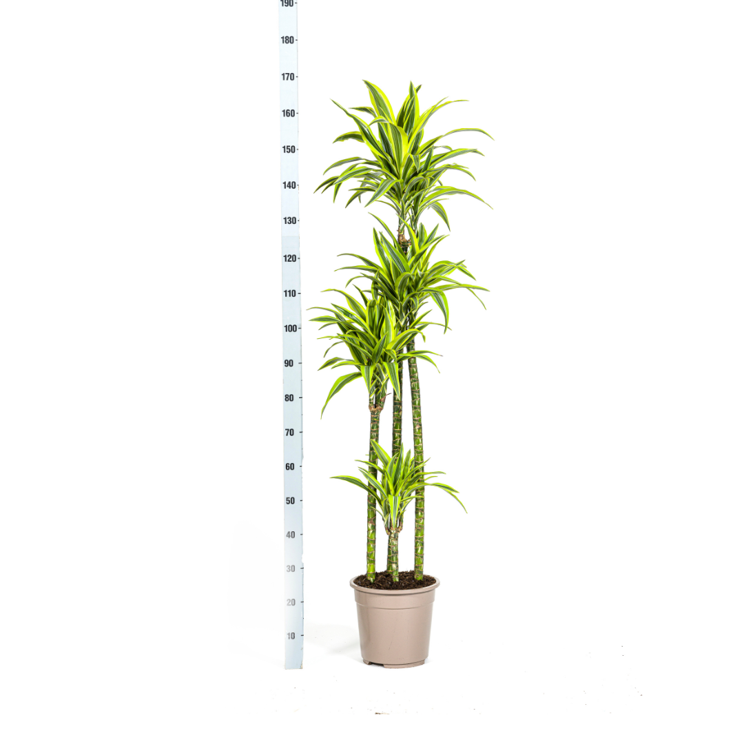 Dracaena deremensis - Drachenbaum