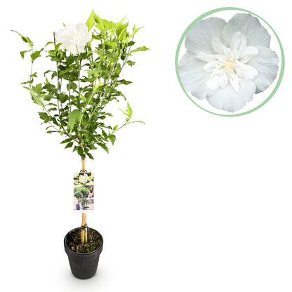 Hibiscus syriacus - Straucheibisch