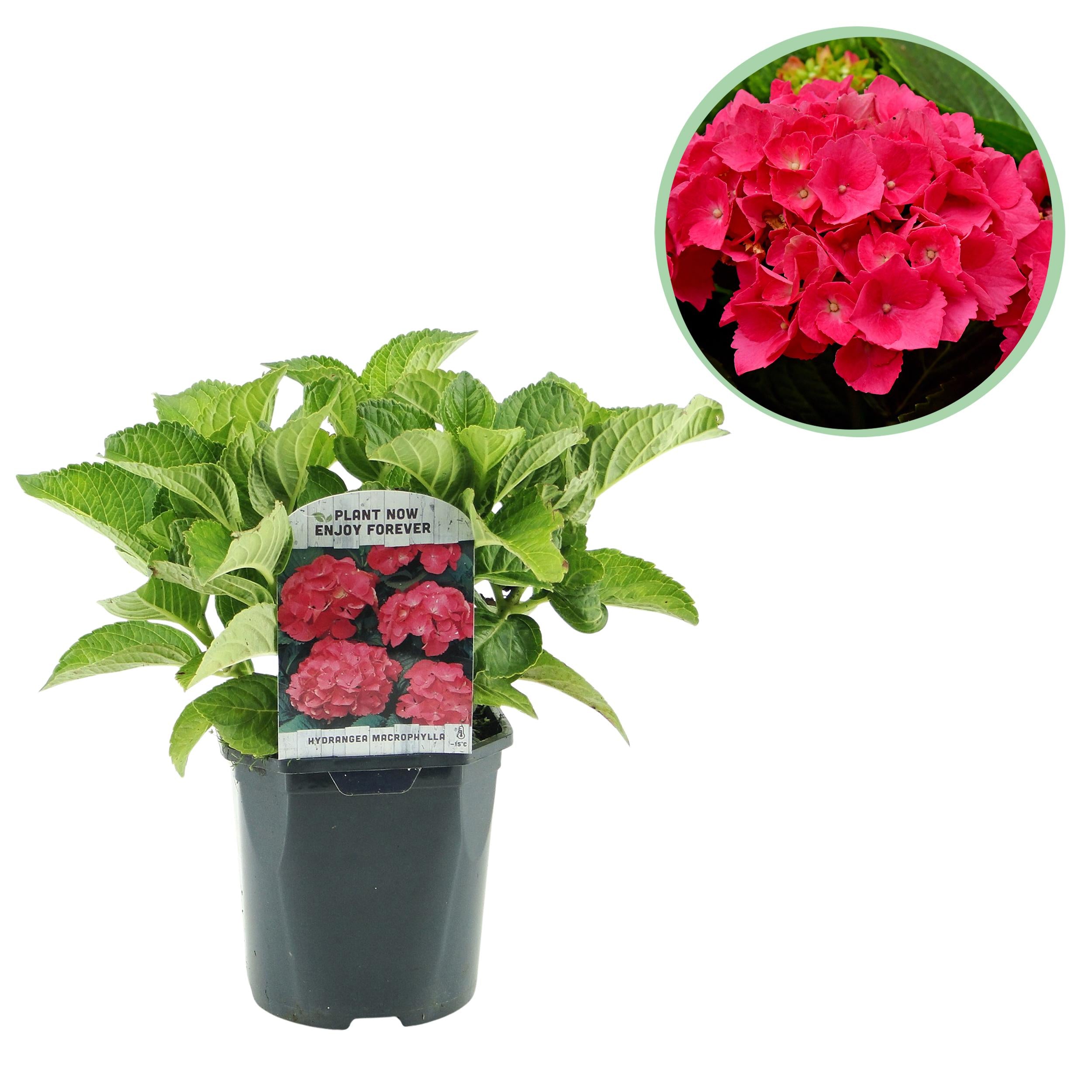 Hydrangea macrophylla - Bauernhortensie, Gartenhortensie