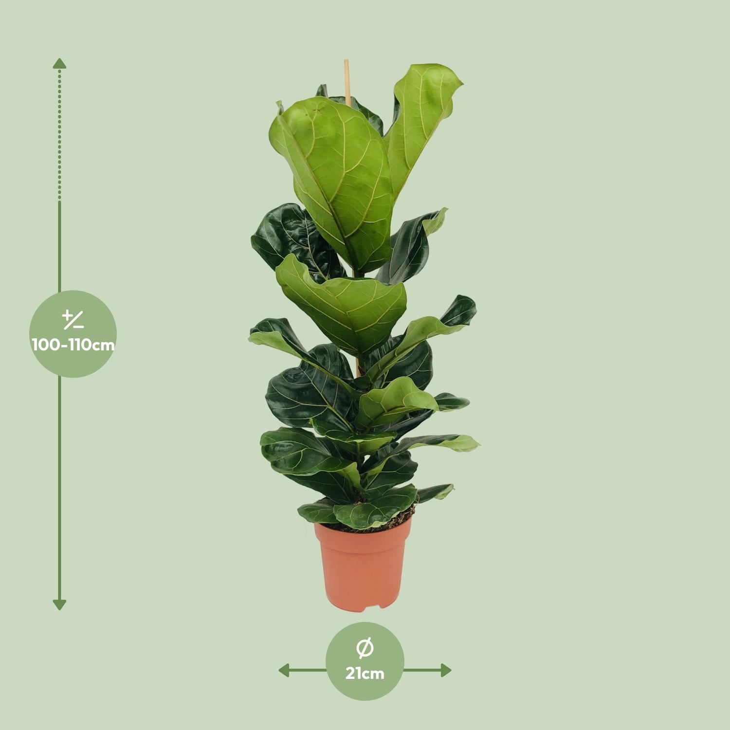 Ficus lyrata - Geigenfeige