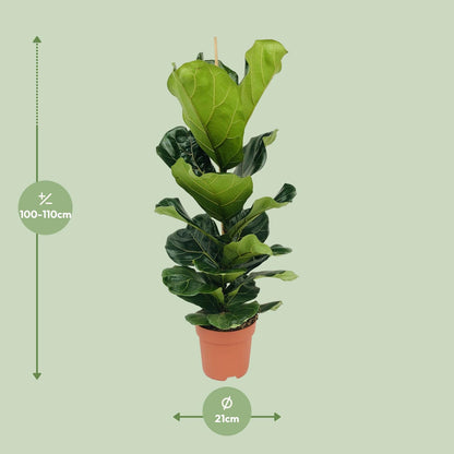 Ficus lyrata - Geigenfeige