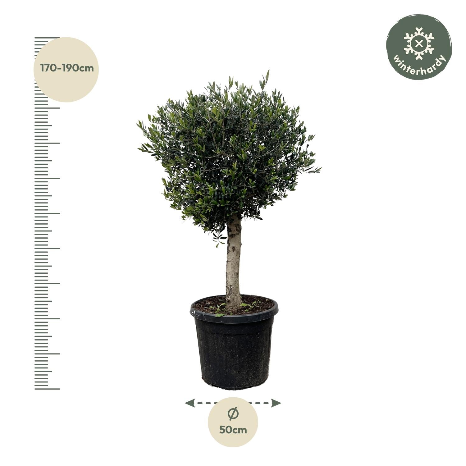 Olea europea - Olivenbaum, Ölbaum