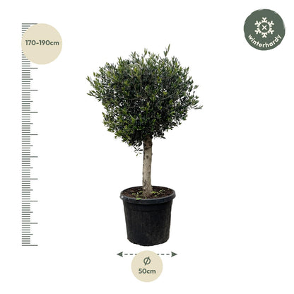 Olea europea - Olivenbaum, Ölbaum