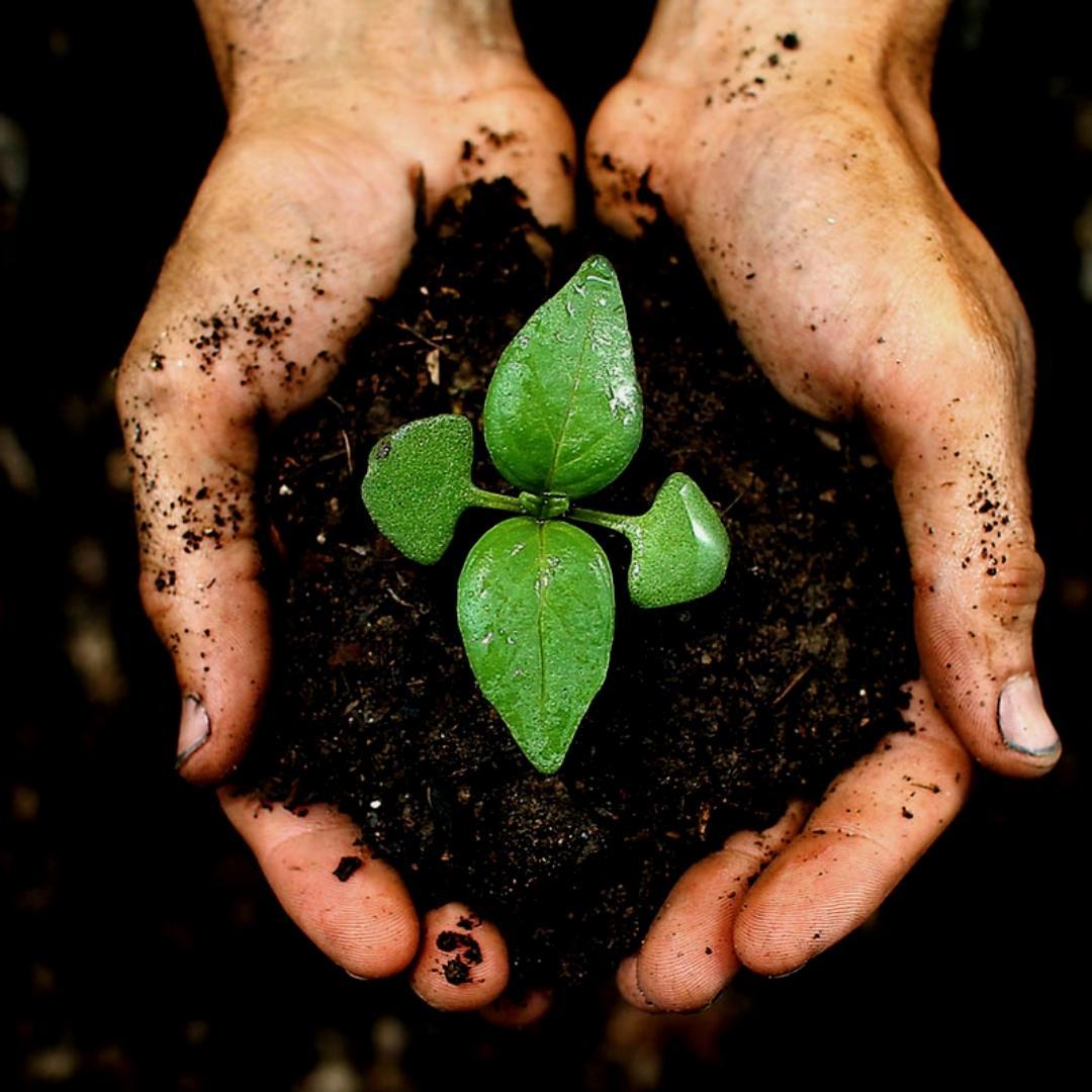 Pflanzenerde und Mulch - Verschieden Sorten Spezialsubstrate