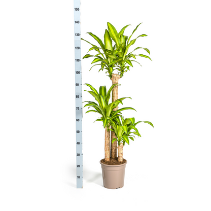 Dracaena fragrans - Duftender Drachenbaum