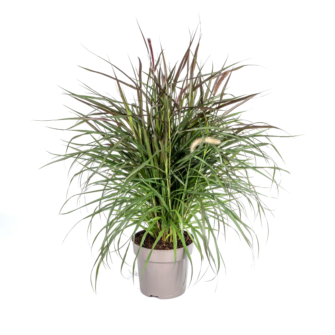 Pennisetum x advena - Rotes Lampenputzergras