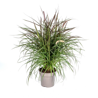 Pennisetum x advena - Rotes Lampenputzergras
