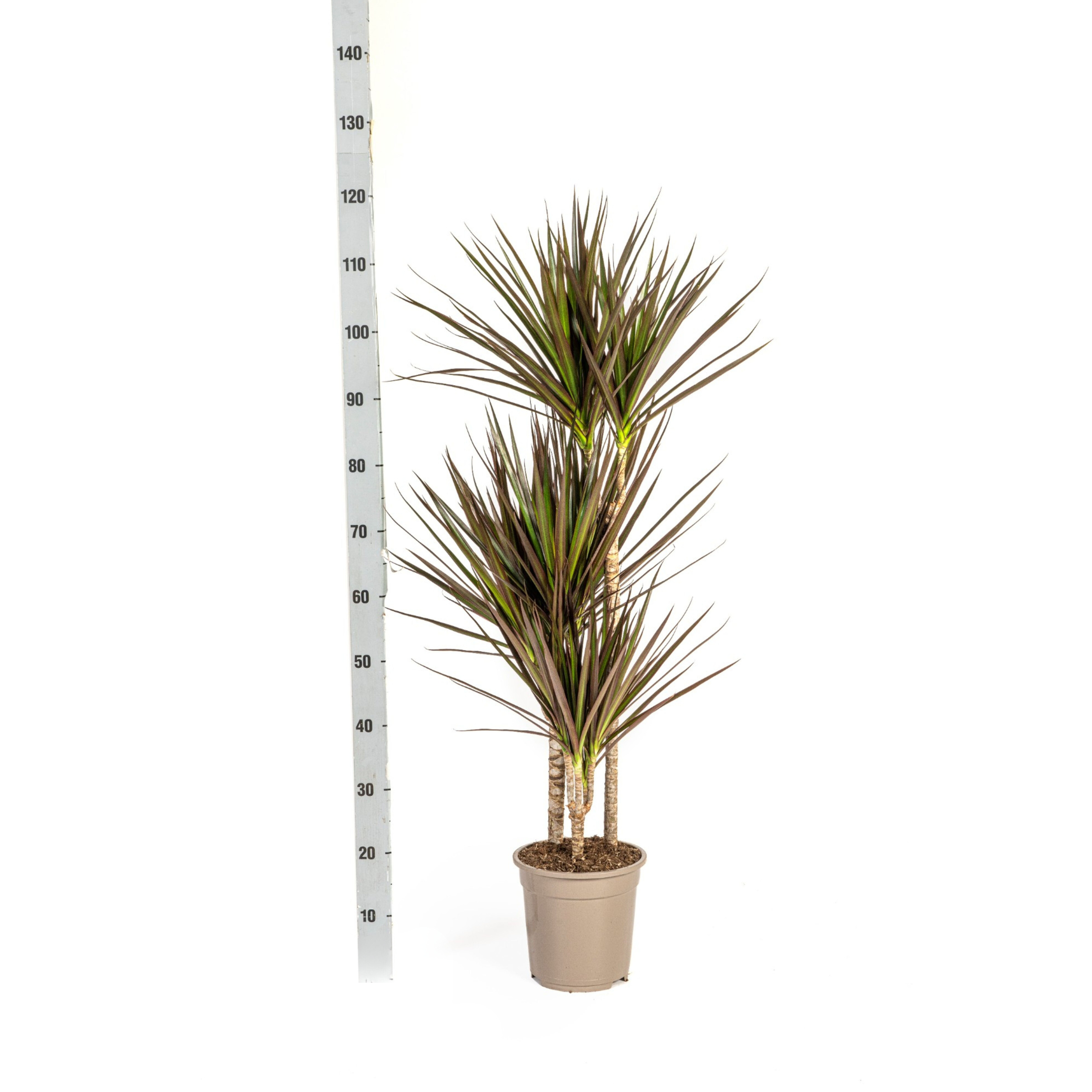 Dracaena marginata - Schmalblättriger, gerandeter Drachenbaum