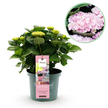 Hydrangea macrophylla - Bauernhortensie, Gartenhortensie