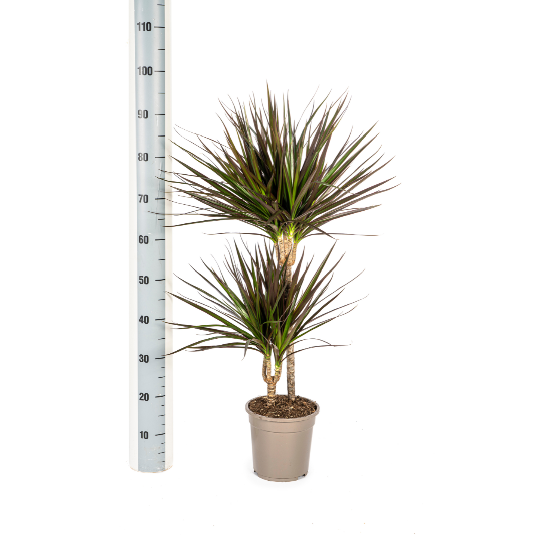 Dracaena marginata - Schmalblättriger, gerandeter Drachenbaum